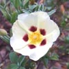 Labdanum Note Image